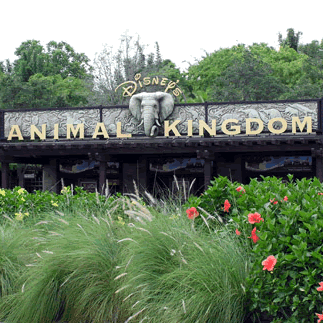 Disney's Animal Kingdom