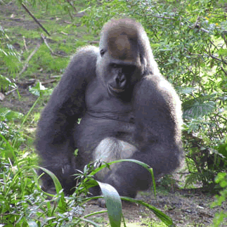 Gorilla at Animal Kingdom