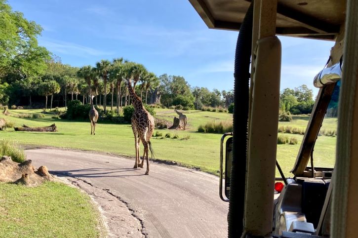 Animal Kingdom Giraffe Safari