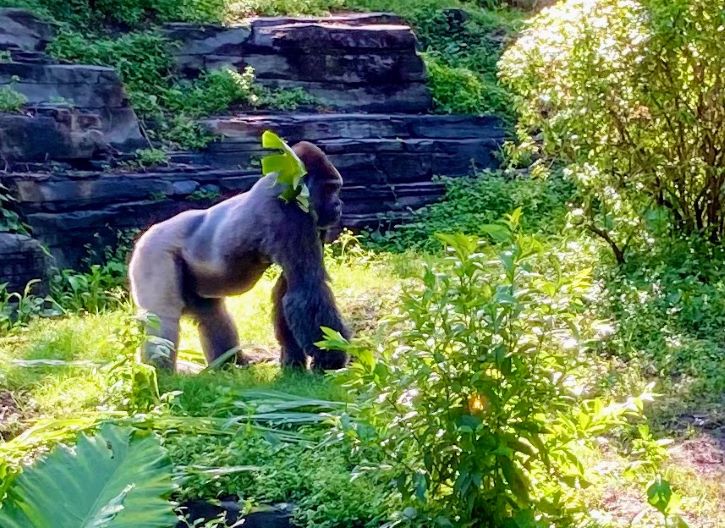 Animal Kingdom Gorilla Falls Exploration Trail