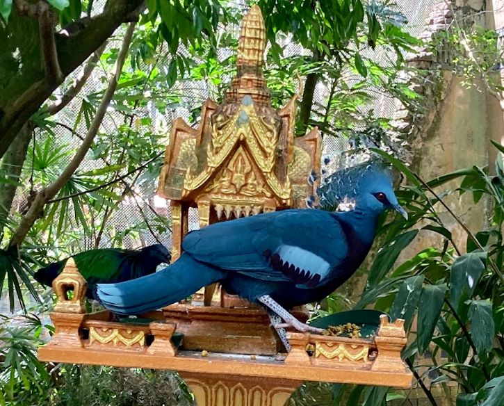 Animal Kingdom Maharajah Jungle Trek