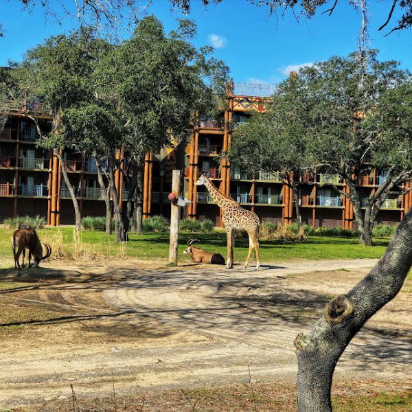 Disney's Animal Kingdom Lodge