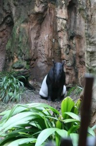 Tapir