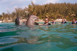 Swimming with Dolphins in Nassau
