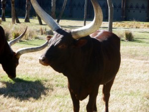 Ankole-Cattle