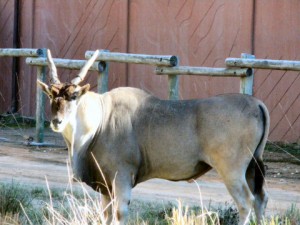 Eland