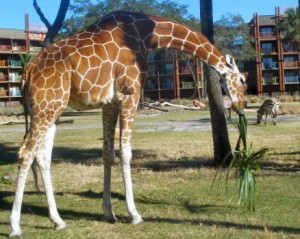 Giraffe-and-Zebra