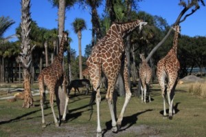 Giraffes-and-zebras