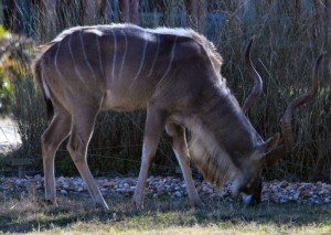 Greater-Kudu