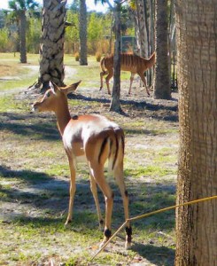 Impala-and-Nayala