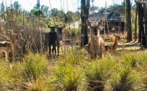 New-Savanna-animals