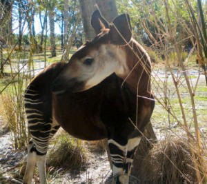 Okapi-1