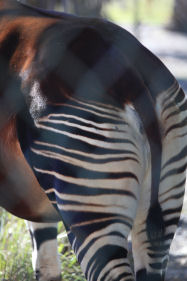 Okapi-2