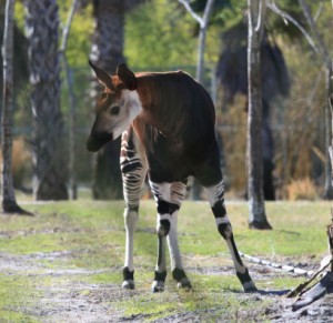 Okapi-3