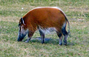Pig