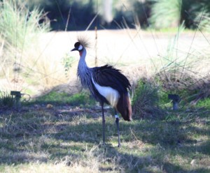 SA-Crown-Crane