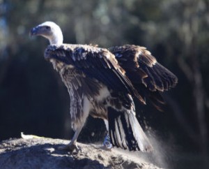 Vulture