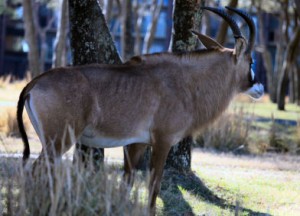 Waterbuck