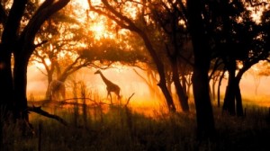 photo of a giraffe at the Animal Kingdom Lodge