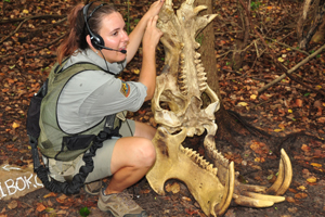 tour guide and a hippo skull