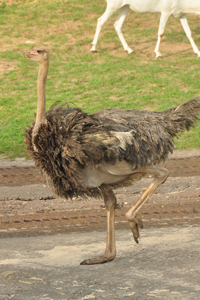 photo of an ostrich