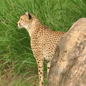 photo of a cheetah