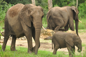 photo of elephants