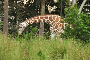 photo of a giraffe