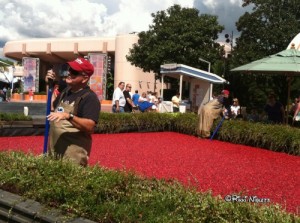 cranberry bog