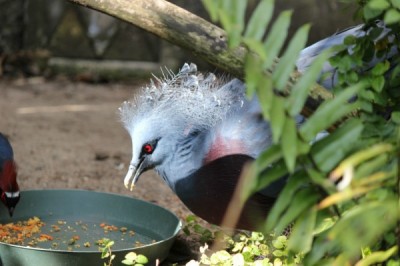 Birds at Animal Kingdom