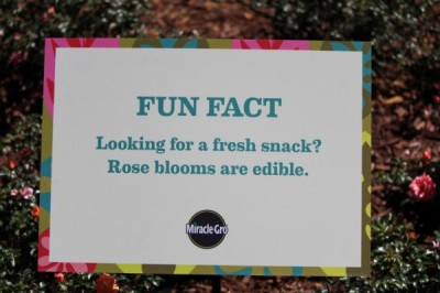 Fun facts and interesting information can be found throughout the festival.