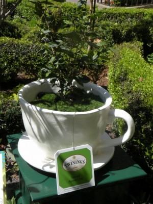 Tea blends growing in tea cups