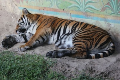 Tiger at Animal Kingdom