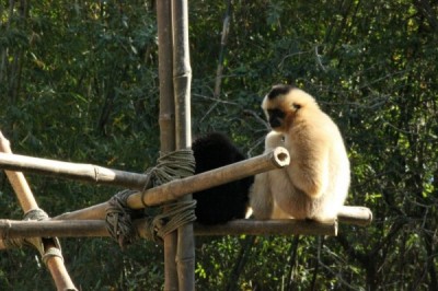 Animal Kingdom Gibbons