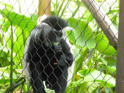 Colobus Monkey