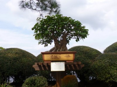 Flower and Garden Festival Bonsai Tree