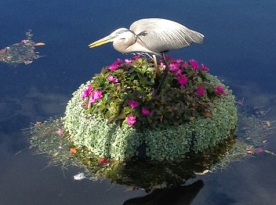 Heron resting on a Floating Garden