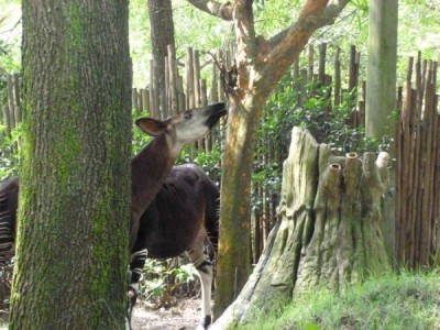 Okapi