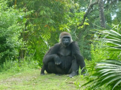 Pangani Gorilla 2