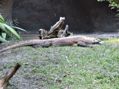 komodo dragon