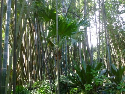 maharajah foliage