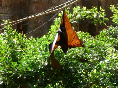 maharajah fruit bat