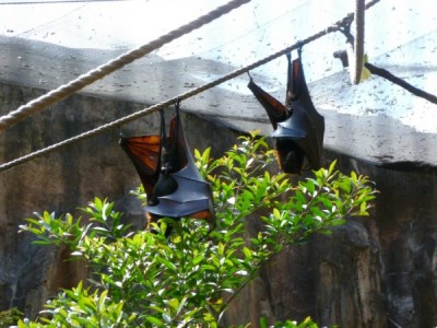 maharajah fruit bats 5