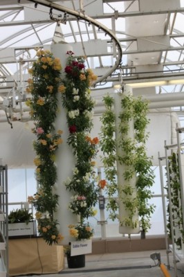 Plants hanging from the ceiling, an amazing sight.