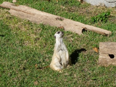 Meerkat Maharajah