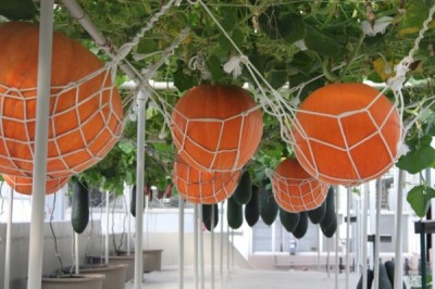 Giant Pumpkins and cucumbers growing without earth