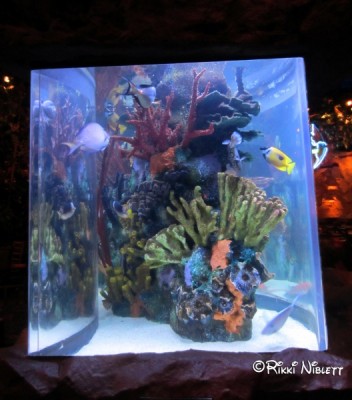 Rainforest Cafe Aquarium