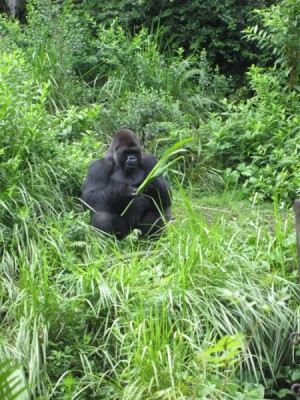 Pangani Forest Exploration Trail