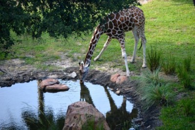 Girafe Drinks