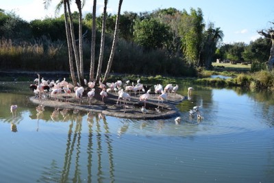 Flamingo Island